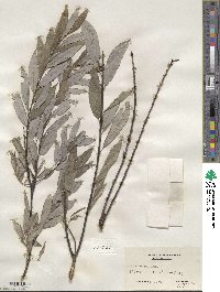 Salix sericea image