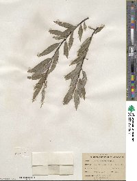 Salix sericea image