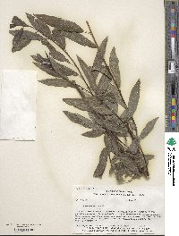 Salix sericea image