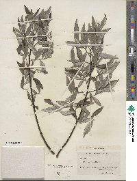 Salix sericea image