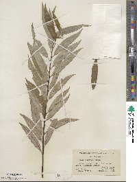 Salix sericea image