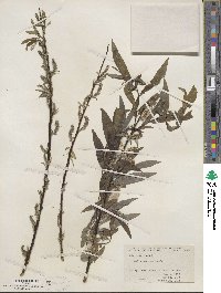 Salix sericea image