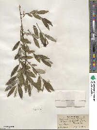 Salix sericea image