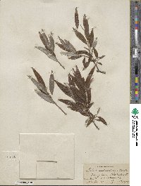 Salix sericea image