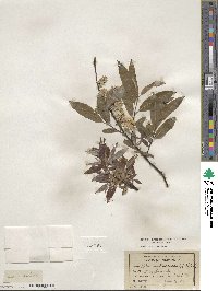 Salix sericea image