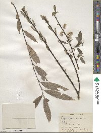 Salix sericea image