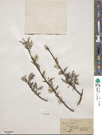 Salix sericea image