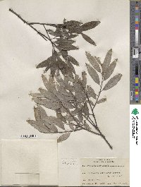 Salix sericea image