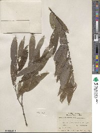 Salix sericea image