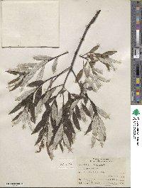 Salix sericea image