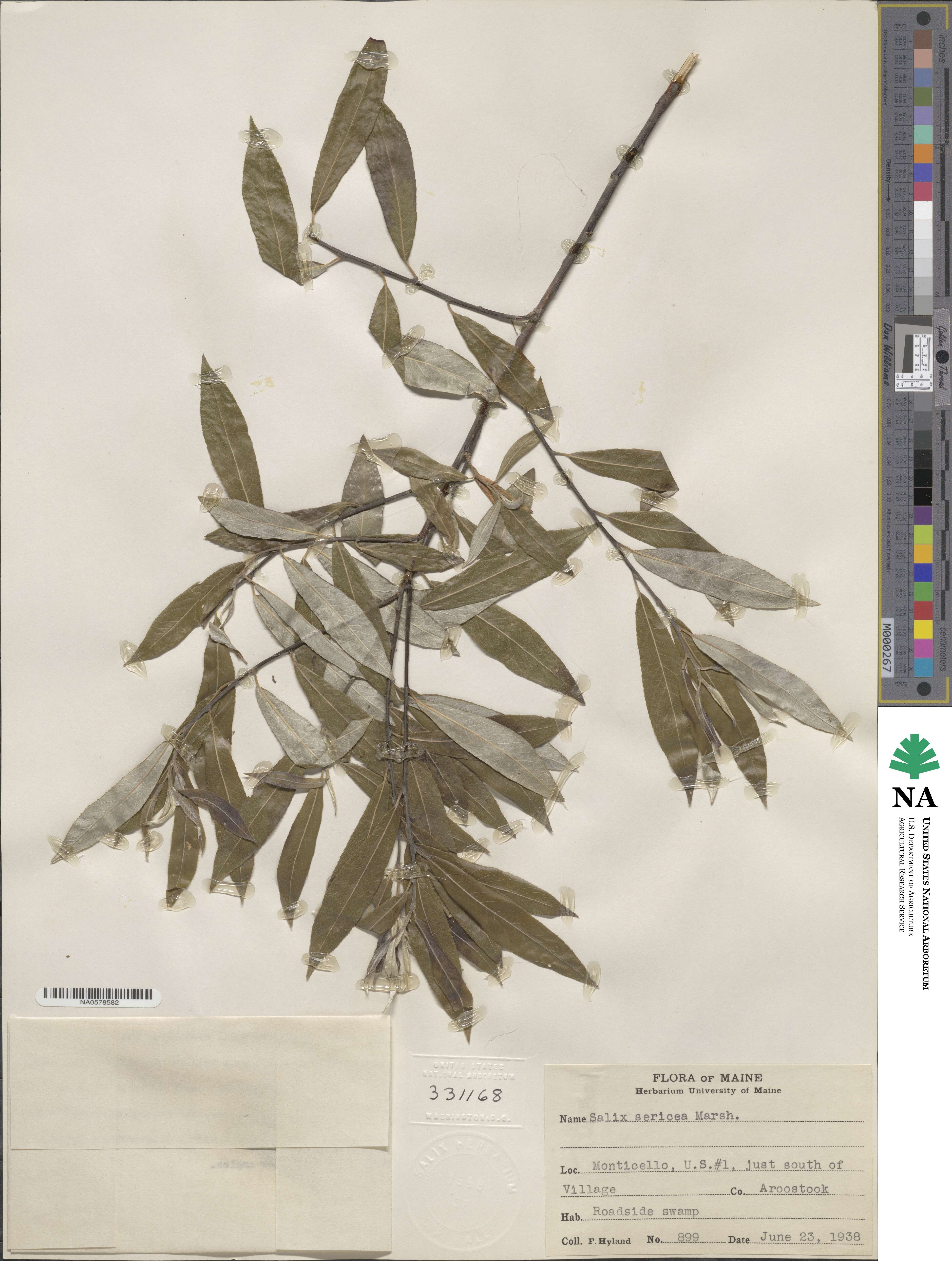 Salix sericea image