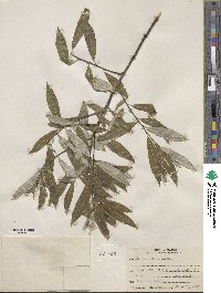 Salix sericea image