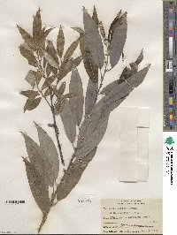 Salix sericea image