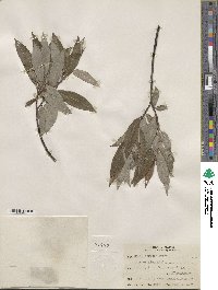 Salix sericea image