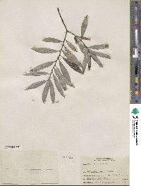 Salix sericea image