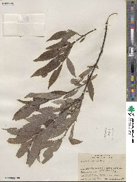 Salix sericea image