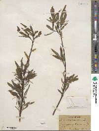 Salix sericea image