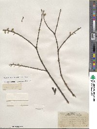 Salix sericea image