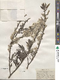 Salix sericea image