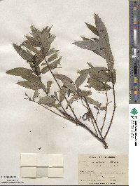 Salix sericea image