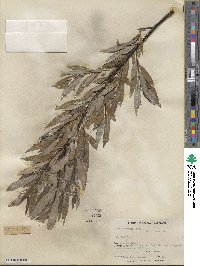 Salix sericea image