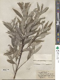 Salix sericea image