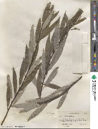 Salix sericea image