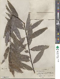 Salix sericea image