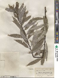 Salix sericea image