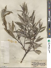 Salix sericea image