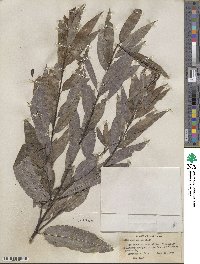 Salix sericea image