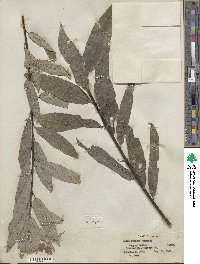 Salix sericea image