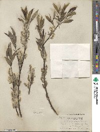 Salix sericea image