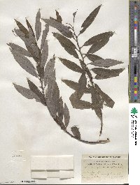 Salix sericea image