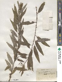 Salix sericea image