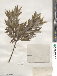 Salix sericea image