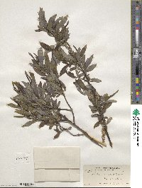 Salix sericea image