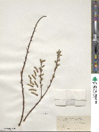 Salix sericea image