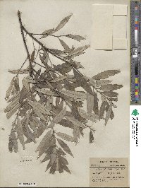 Salix sericea image