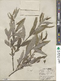 Salix sericea image