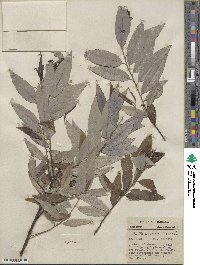 Salix sericea image