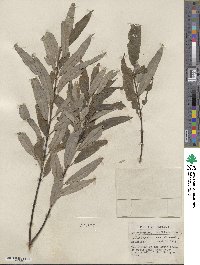 Salix sericea image