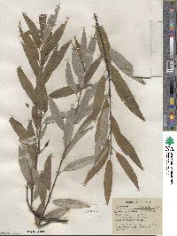 Salix sericea image