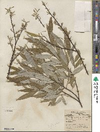 Salix sericea image