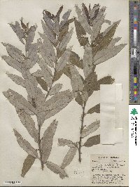 Salix sericea image