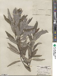 Salix sericea image