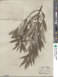 Salix sericea image