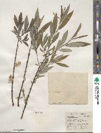 Salix sericea image