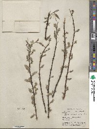 Salix sericea image