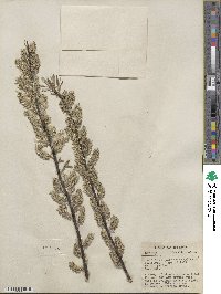 Salix sericea image